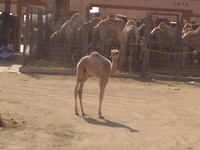 Al Ain - 25