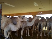 Al Ain - 21