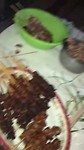 Goat roast!