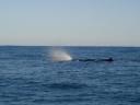 Walvis spotten Kaikoura