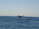 Walvis spotten Kaikoura