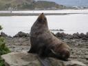 Zeehond in Kaikoura