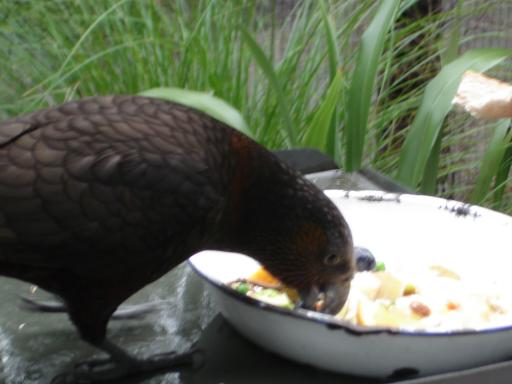 Kaka in bird park