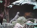 Native lizard