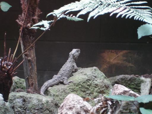 Native lizard