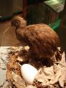 North Brown Kiwi
