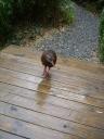 Weka (lijkt op een kiwi, is het niet)