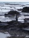 Yellow-eyed penguin