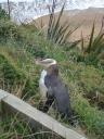 Yellow-eyed penguin