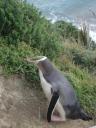 Yellow-eyed penguin