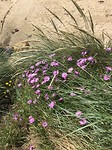 Bloemen in NZ