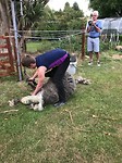 schapen scheren