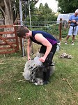 Schapen scheren