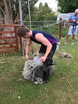 Schapen scheren