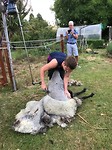 Schapen scheren