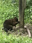 de in Nieuw Zeeland gehate Possum, hier gevangen in de tuin van Bruce Bay