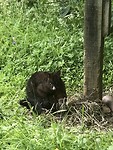 De gevangen jonge Possum, is eenplaag in NZ dus wordt veel,op gejaagd
