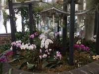 Orchideeën in de kas
