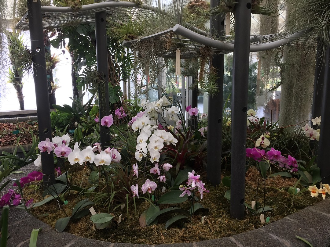 Orchideeën in de kas
