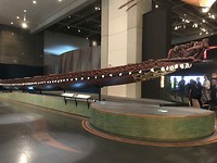 de Maori Waka (kanon gemaakt uit een boom