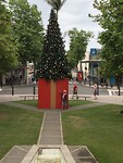Fenny by the Christmas Tree in Whanganui
