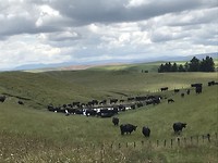 Black Beauty’s op de weg via Moawhango