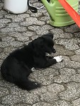 Ruby het hondje van Marlene