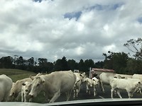gelukkig wordt de auto ontzien