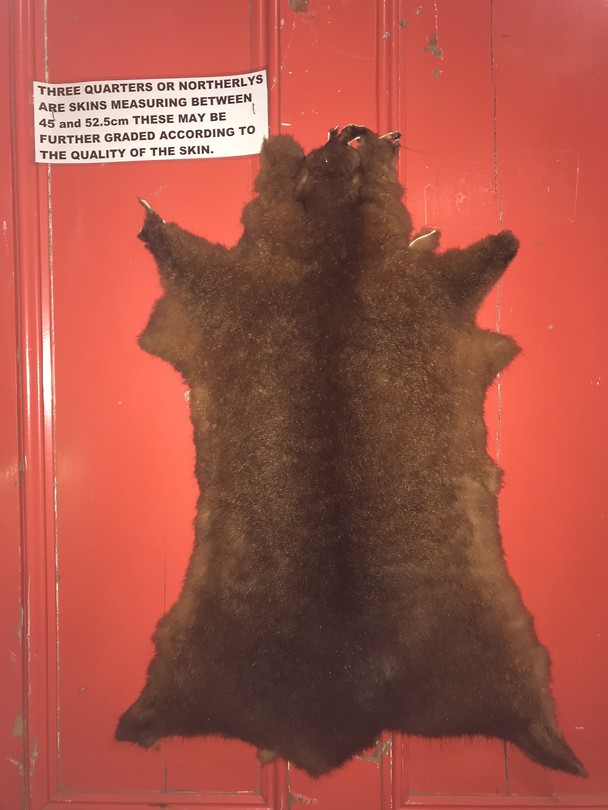 Het vacht van een Possum die veel verwerkt wordt samen met Merino wol
