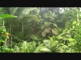 Jungletrekking vervolg