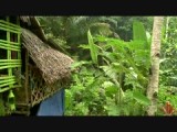 Nog steeds in de jungle