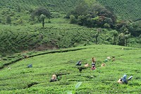 theeplantage