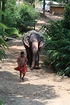 Ramba "onze" olifant