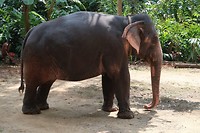 Met 1 zo'n klein stokje bij de voorpoot gaat een olifant nergens heen, maar blijft netjes staan