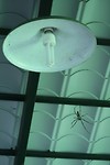 Gigantische spin in het theehuisje, wat er verder zo aantrekklijk uitzag...ik durf niet meer