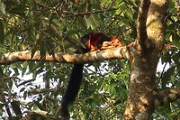 Giant squirrel, zo groot als een forse kat