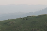 kudde bizons in de verte