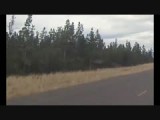 Running bear