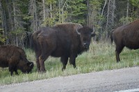 bisons[1]