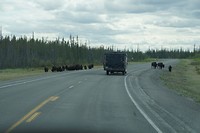 bisons_on_the_road[1]