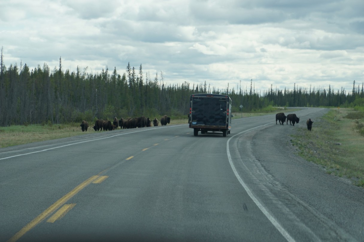 bisons_on_the_road[1]