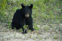 cub_2[1]