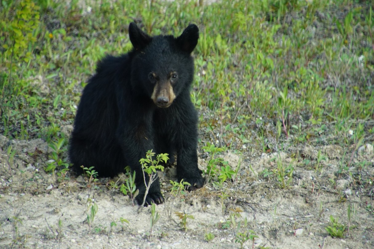 cub_2[1]