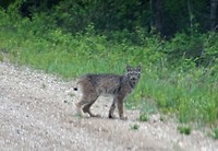 more of the lynx