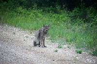 my first lynx