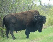 a mean looking bison