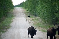 another viewer for the bisons