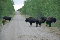 bisons blocking the road more bikepad