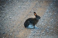 hare