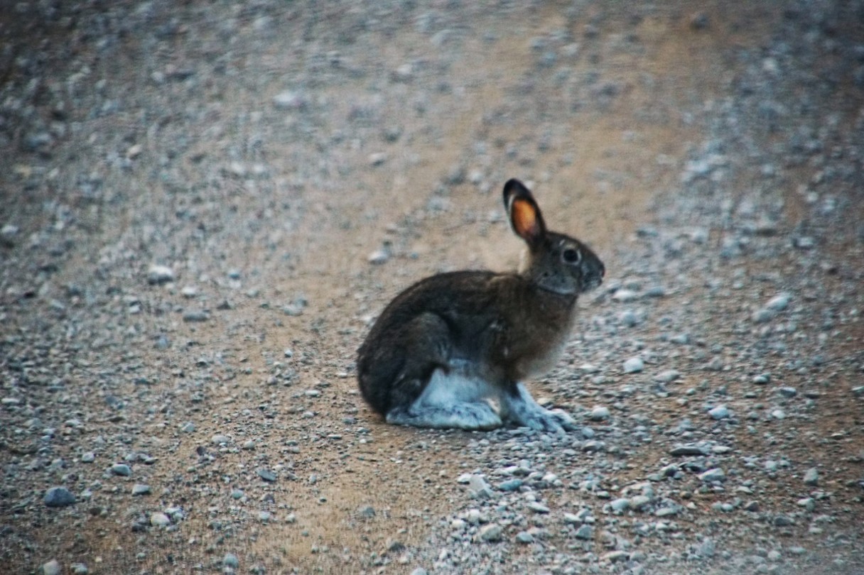 hare